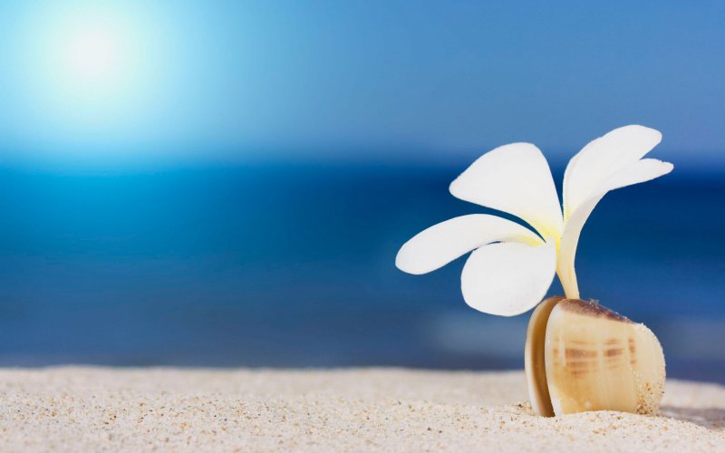 Цветы на фоне моря картинки