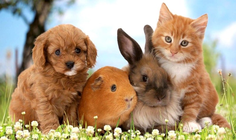 Милые домашние животные