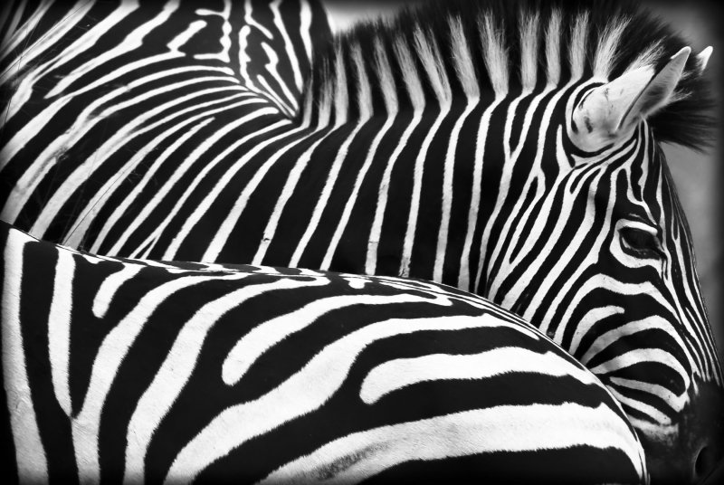 Зебра паттерн
