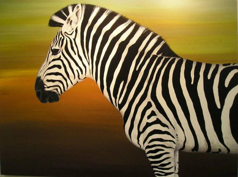 Зебра в клеточку Зебра