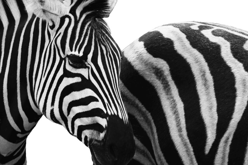 Зебра на черном фоне
