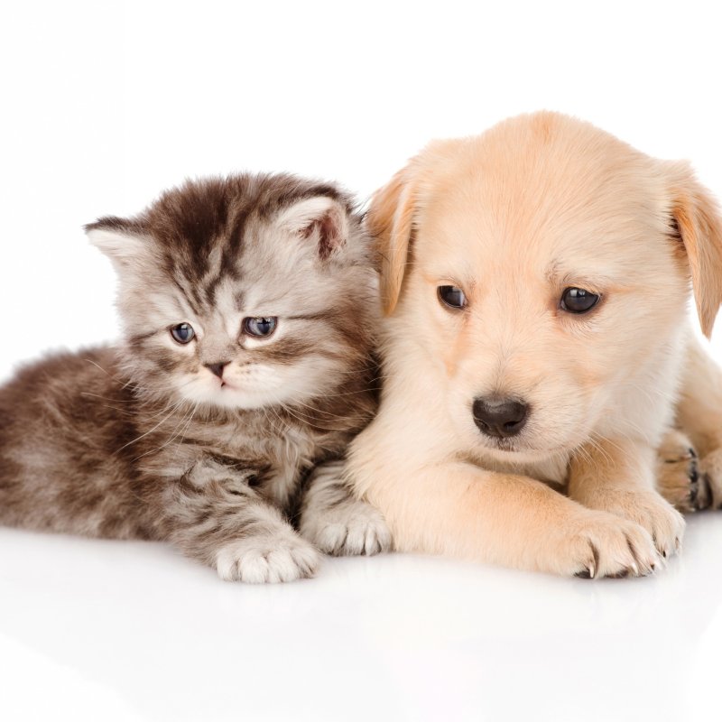 Щенок и котенок