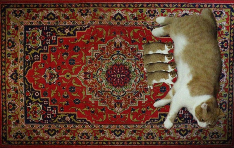 Старый ковер на стене