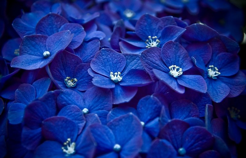 Синие цветы