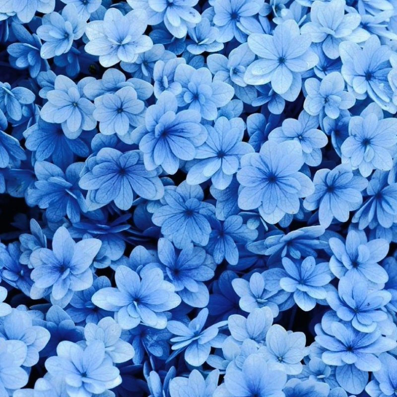 Мелкие голубые цветы