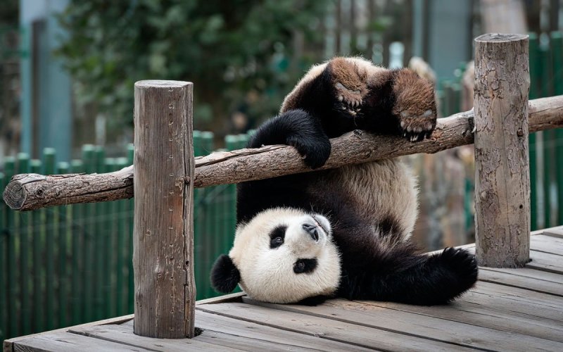 Смешная Панда