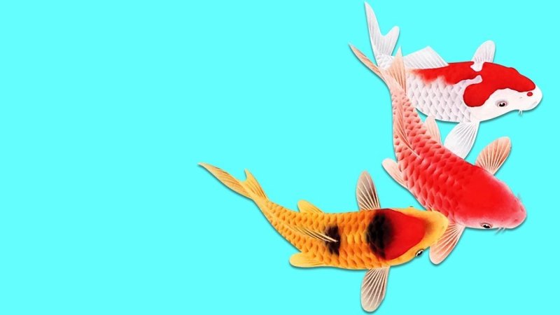 Плавающие рыбки для кошек