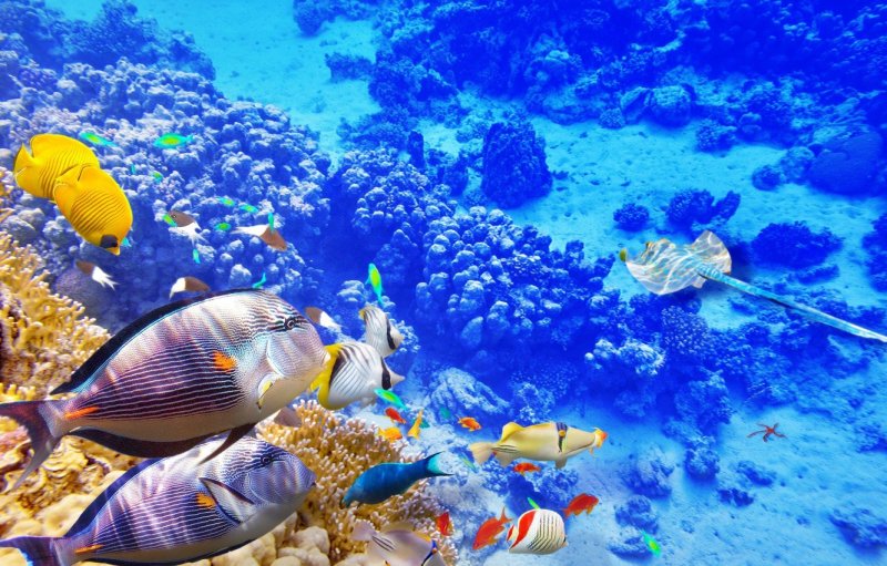 Рифы в океане