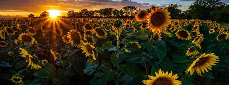 Обои на рабочий стол Подсолнухи