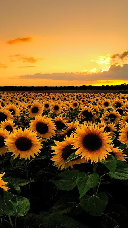 Подсолнухи на закате