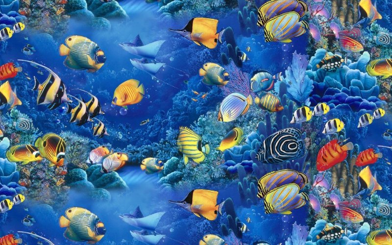 Красивый подводный мир океана