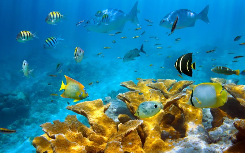 Подводные обитатели океана