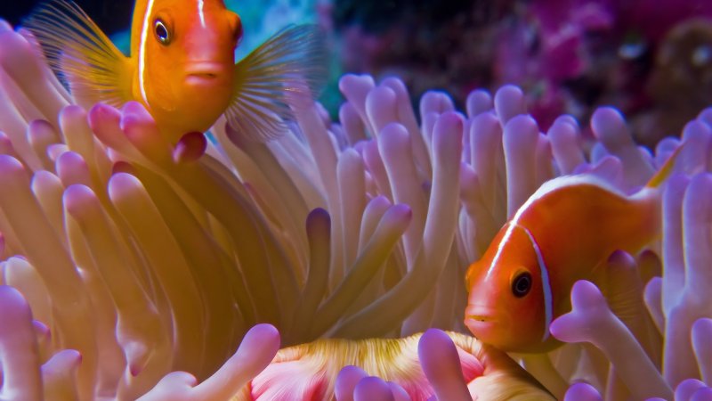 Очень красивая рыбка