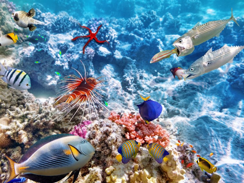 Риф Фанадир