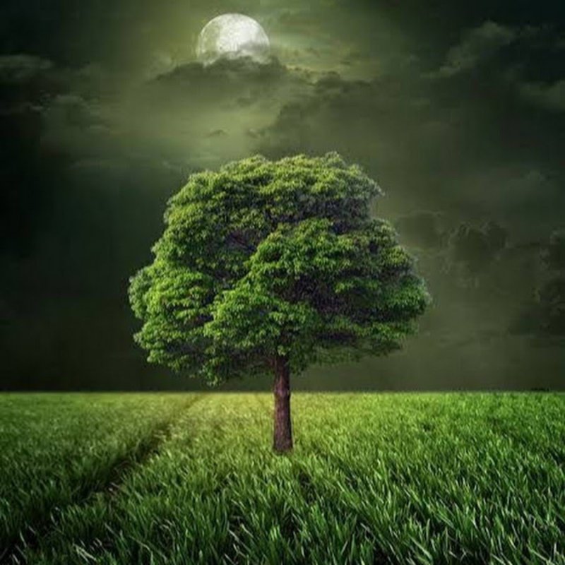 Красивое дерево