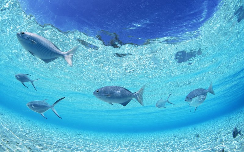 Рыбы в океане