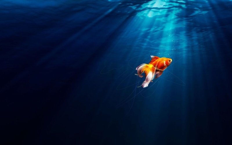 Картинки на рабочий стол рыбки