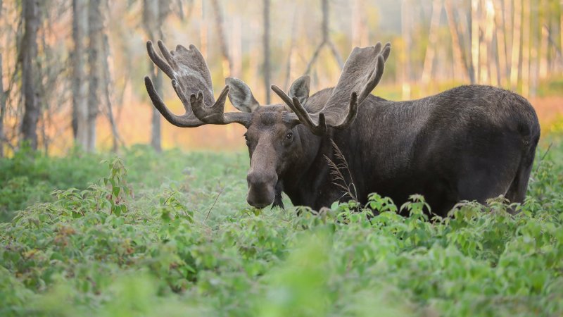 Лось с одним рогом