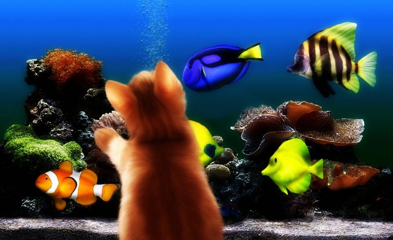 Рыбки для аквариума