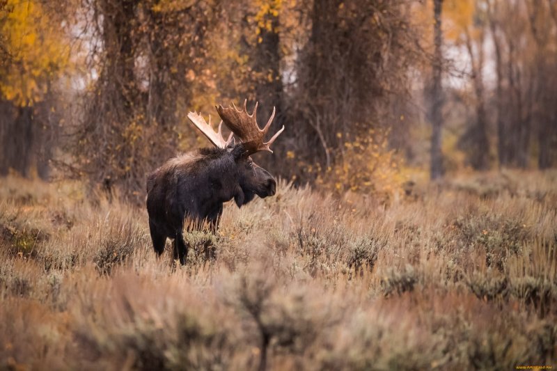 Лось осенью
