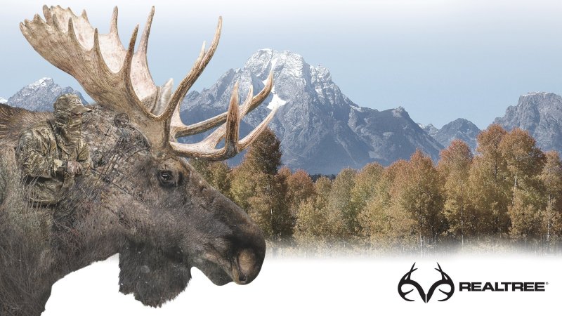 Лось в лесу