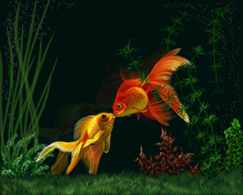Две золотые рыбки