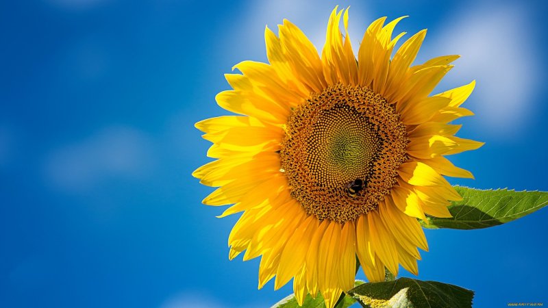 Подсолнух цветок