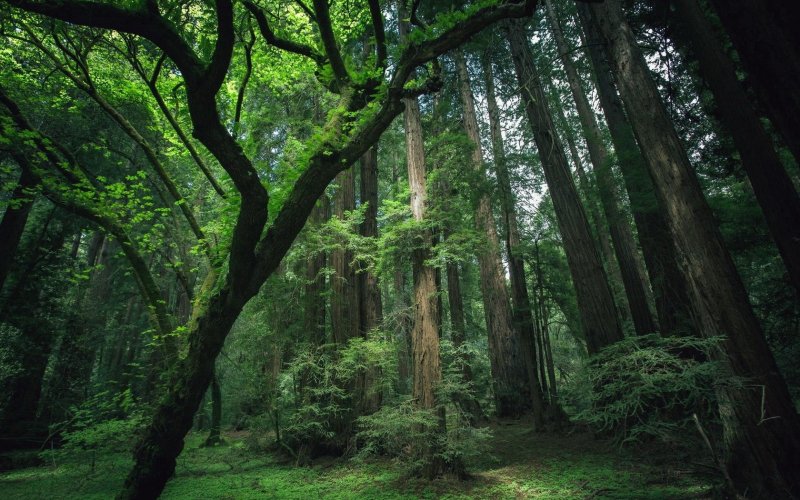 Красивый лес