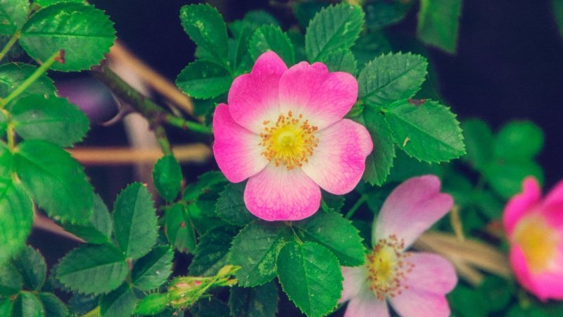 Шиповник Дикая роза