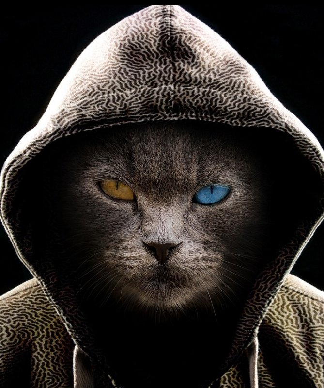 Крутой кот в капюшоне