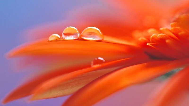 Оранжевый фон