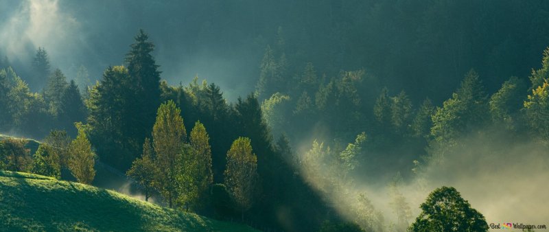 Природа туман