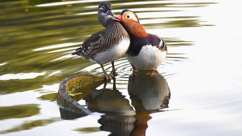 Утки мандаринки