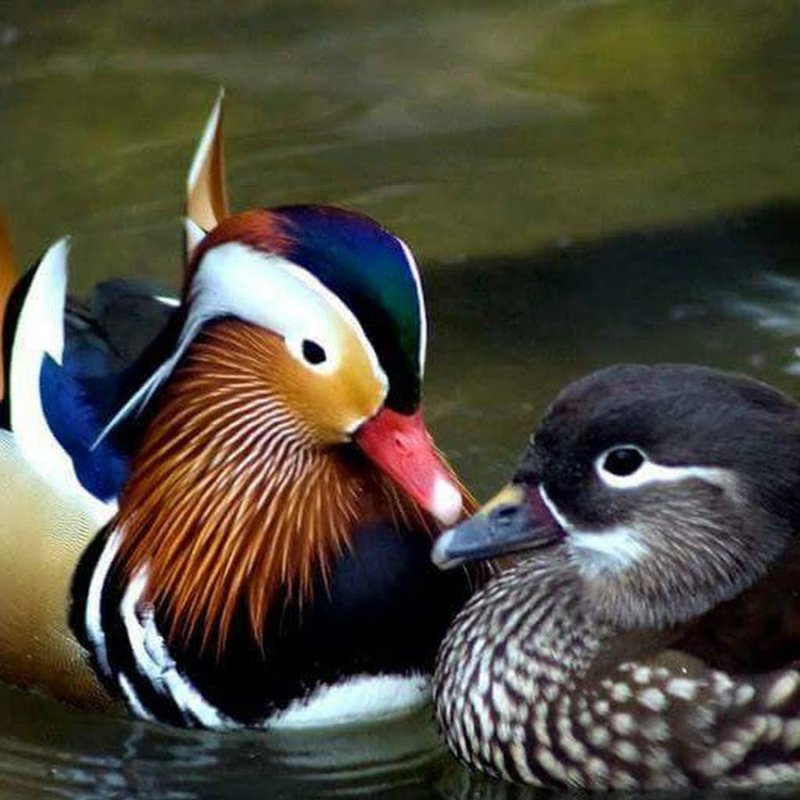 2 Утки мандаринки