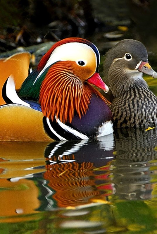 2 Утки мандаринки