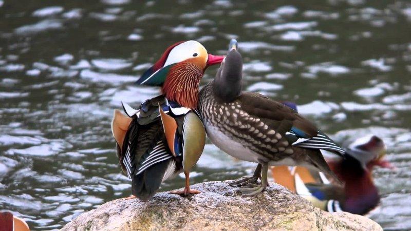 Утка Мандаринка самка