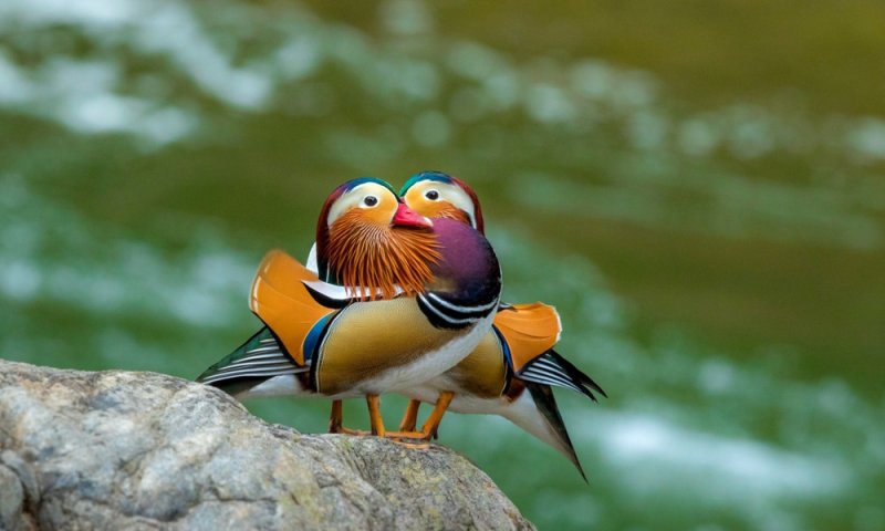 Уточки-мандаринки 2