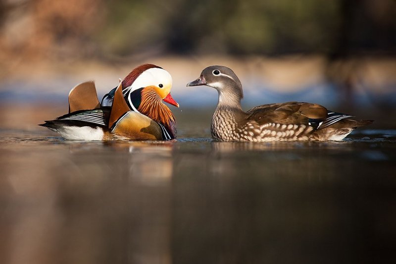 Утка Мандаринка самец