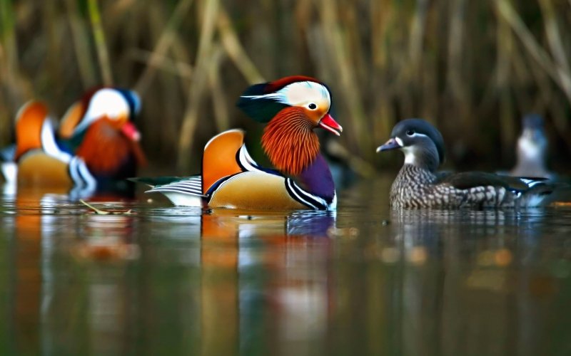 Китайская утка Мандаринка