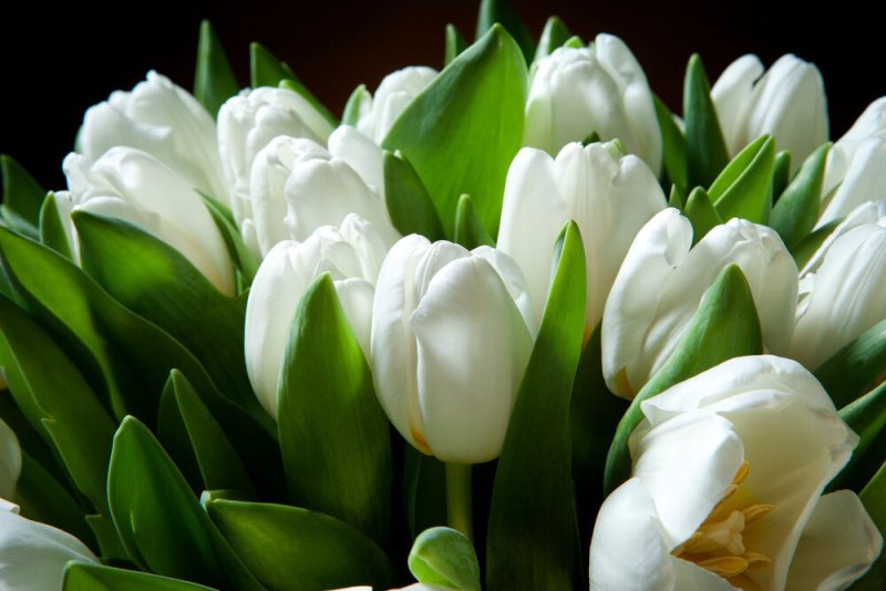 Тюльпан White Dynasty