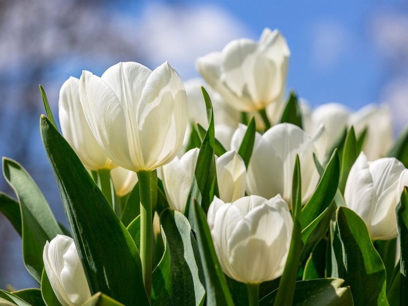 Pim Fortuyn тюльпан