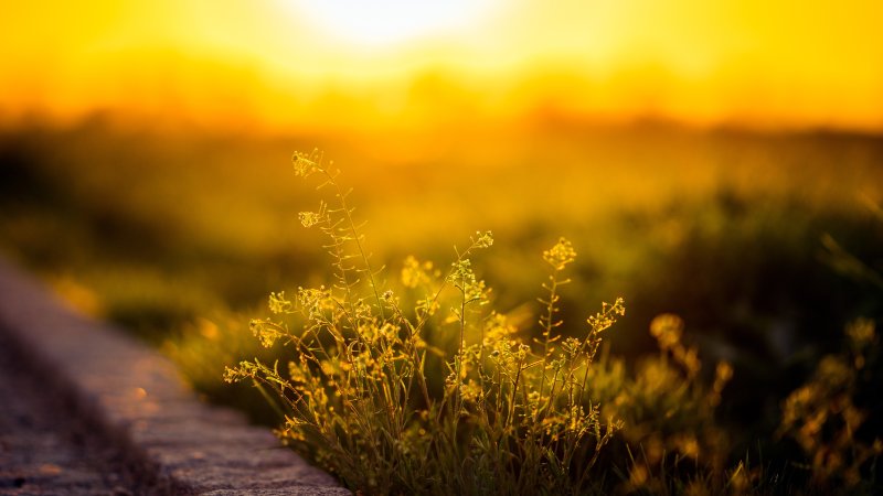 Утро солнце