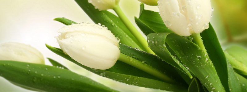 Цветы тюльпаны белые