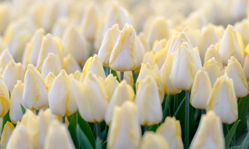 Тюльпан Вайт мастер