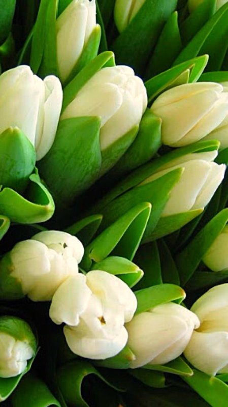Цветы тюльпаны белые