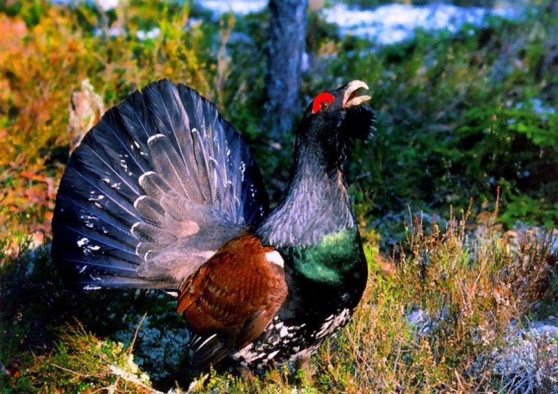 Тетерев Сибирский