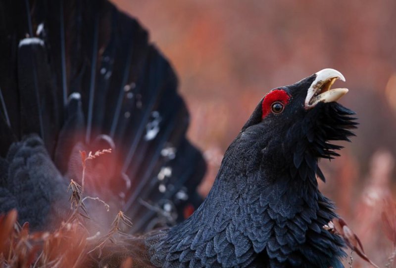 Capercaillie птица
