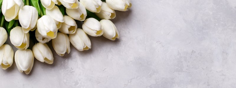 Нежные тюльпаны на белом фоне