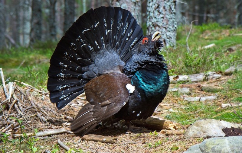 Глухарь (Tetrao urogallus)