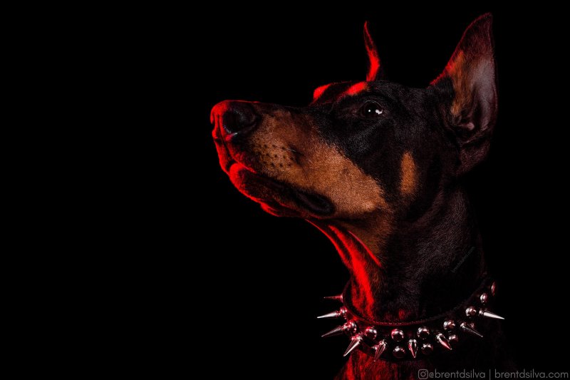 Доберман на аву